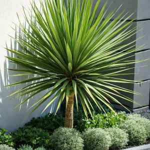 Cordyline Australis  - výška 60-80 cm, kont. C10L (-12°C)